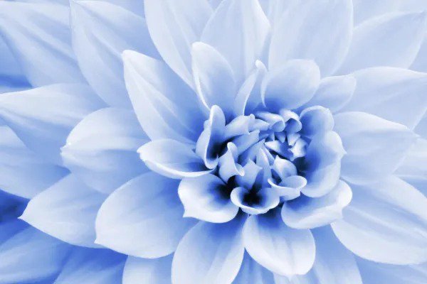 Fresh Polar Bear Dahlia Flower Seeds (50 Seeds) Made In Usa Ships From Iowa Stunn Garden