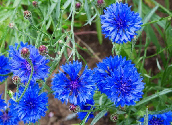 Fresh 200 Dwarf Bachelor Button Seeds For Planting Heirloom Non Gmo Usa Grown Cornfl Garden