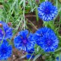 Fresh 200 Dwarf Bachelor Button Seeds For Planting Heirloom Non Gmo Usa Grown Cornfl Garden