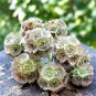Fresh 10 Rare Starflower Seeds For Planting Ships From Iowa Usa Garden