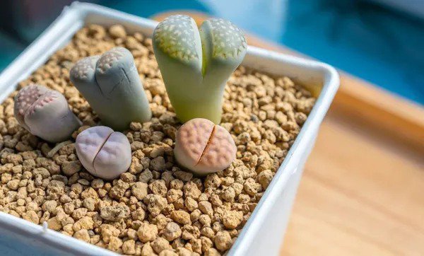 Fresh Lithops Living Stones 25 Mixed Plant Seeds Ships From Iowa Usa Garden
