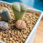Fresh Lithops Living Stones 25 Mixed Plant Seeds Ships From Iowa Usa Garden