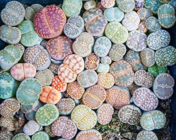 Fresh Lithops Living Stones 50 Mixed Plant Seeds Ships From Iowa Usa Garden
