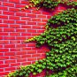 Fresh 50 Boston Ivy Seeds For Planting Ivy Vine Ships From Iowa Usa Garden