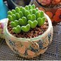 Fresh Little Hearts Succulent Seeds For Planting 15+ Seeds Ships From Iowa Usa Garden