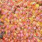 Fresh 20 Boston Ivy Seeds For Planting Japanese Creeper Ivy Ships From Iowa Usa Garden