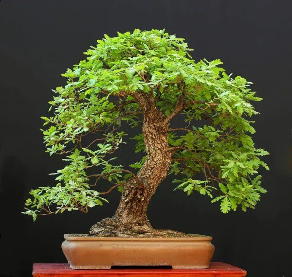 Fresh White Oak Bonsai Tree Seeds For Planting 5 Big Healthy Seeds White Oak Is Pr Garden