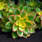 Fresh Kiwi Aeonium Seeds For Planting 30 Seeds Aeonium Percaneum Ships From Iowa Garden
