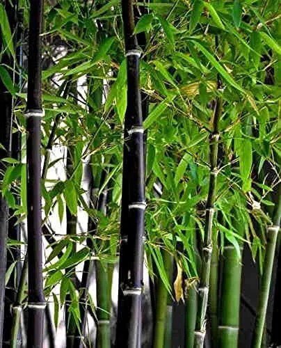 Fresh 300+ Rare Black Bamboo Seeds For Planting Jumbo Pack Exotic And Fast Growing Garden