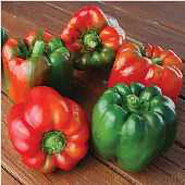 Fresh Ozark Giant Sweet Peppers Seeds (20+ Seeds) Non Gmo Vegetable Fruit Herb Flo Garden
