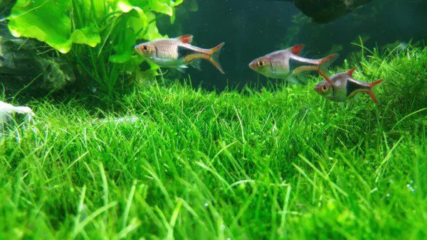 Fresh Aquarium Water Grass Seeds For Fish Tank 100+ Seeds Decoration Creates Lush Garden