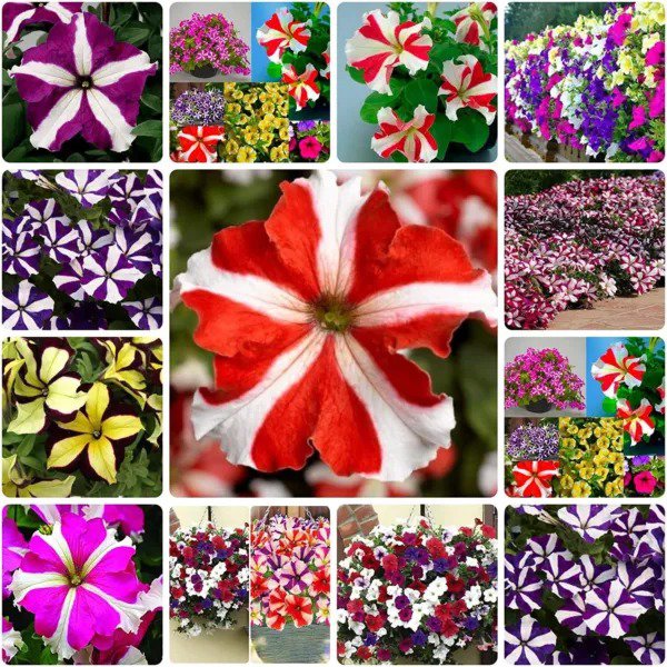 Fresh Mixed Petunia Flower Seeds For Planting 100 Seeds Non Gmo Rare Seeds For P Garden