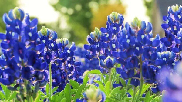 Fresh Texas Bluebonnet Wildflower Seeds For Planting 100+ Seeds Vibrant Blue Wildf Garden