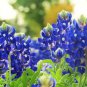 Fresh Texas Bluebonnet Wildflower Seeds For Planting 100+ Seeds Vibrant Blue Wildf Garden
