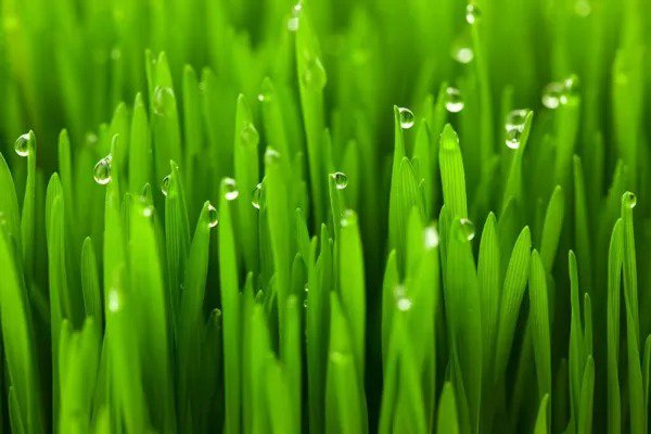 Fresh Cat Grass Seeds For Planting 5 Pounds Nutritious And Tasty Treat For Cats An Garden