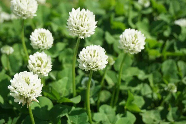 Fresh Dutch White Clover Seed 1 Lb Of Seed Great From Food Plot Cover Crop Pastu Garden