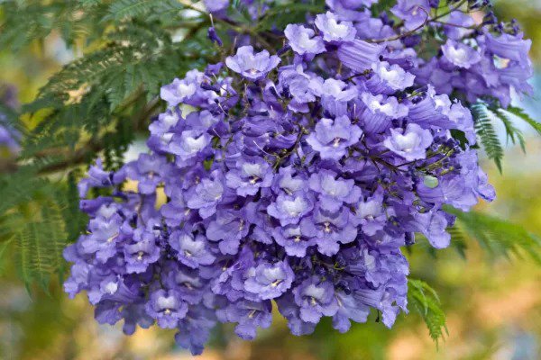 Fresh 50 Blue Jacaranda Tree Seeds Stunning Flowering Tree Made In Usa Ships From Garden