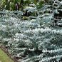 Fresh 10 Baby Blue Seeds Silver Leaved Mountain Gum Powdered Gum Mountain Silver Se Garden
