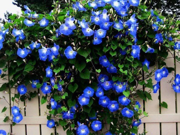 Fresh 300+ Blue Morning Glory Vine Seeds Beautiful Climbing Vine Blue Flowers Garden