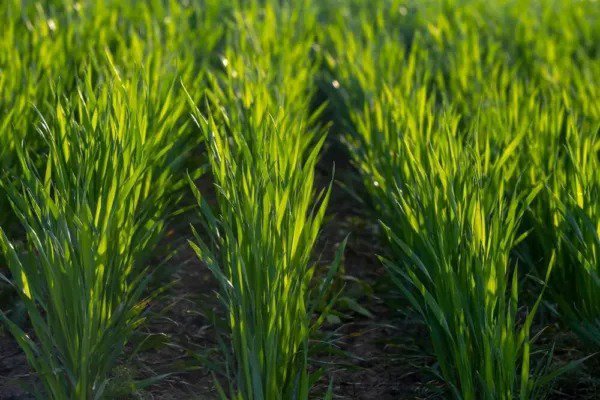 Fresh 20 Pounds Premium Winter Rye Cover Crop Seeds Non Gmo Rye Grain Garden
