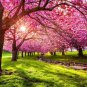Fresh 12 Japanese Flowering Cherry Blossom Seeds Garden