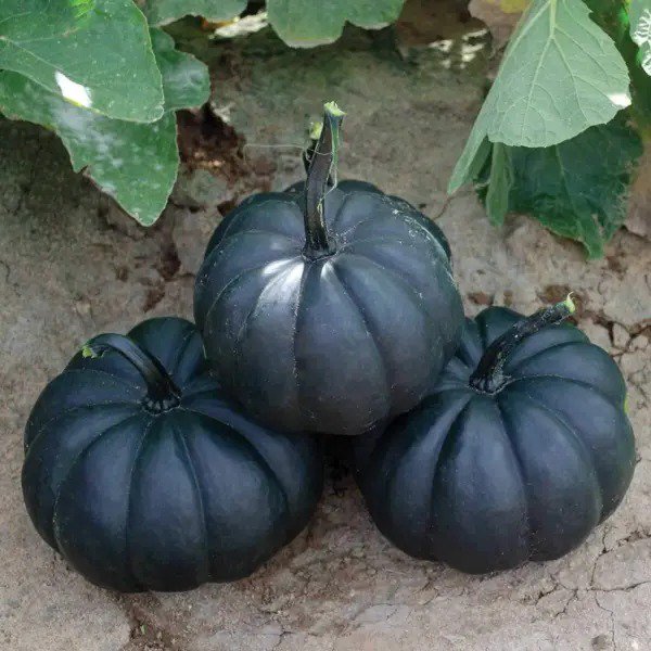 Fresh Exotic Black Pumpkin Seeds 10 Seeds Packet Grow Stunning Black Kat Pumpkins Garden
