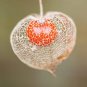 Fresh Chinese Lantern Seeds For Planting 100+ Seeds Stunning Lantern Like Blooms Garden