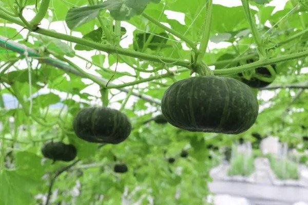 Fresh Pumpkin Seeds For Planting (Black Kat) 10 Seeds Made In Usa Garden