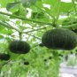 Fresh Pumpkin Seeds For Planting (Black Kat) 10 Seeds Made In Usa Garden