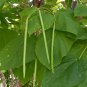 Fresh Catalpa Tree Seeds For Planting 50 Seeds To Grow Stunning Flowers Large Lea Garden