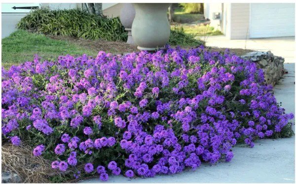 Fresh Purple Moss Verbena Seeds 100 Seeds Stunning Groundcover With Purple Blooms Garden