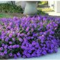 Fresh Purple Moss Verbena Seeds 100 Seeds Stunning Groundcover With Purple Blooms Garden