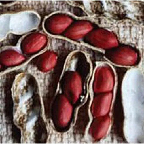 Fresh Early Spanish Peanuts Seeds (20+ Seeds) Non Gmo Vegetable Fruit Herb Flower Garden