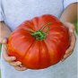 Fresh Steakhouse Tomato Seeds (20+ Seeds) Non Gmo Vegetable Fruit Herb Flower Seed Garden