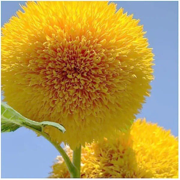 Fresh Teddy Bear Sunflower Seeds 50+ Seeds Exotic Flower Sunflower Seeds Garden