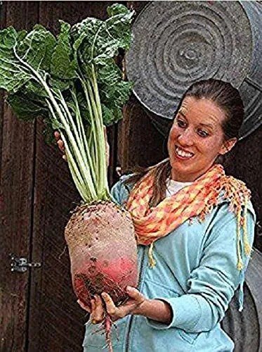 Fresh Mammoth Mangel Beet Seeds For Planting 50 Seeds Grow The Biggest Beets In Th Garden