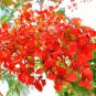 Fresh 50 Seeds Delonix Regia Royal Poinciana Flamboyant Flame Tree Made In Usa Garden