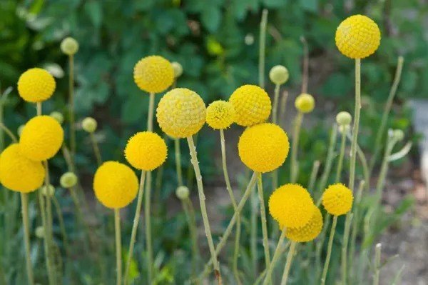 Fresh Yellow Globe Flower Seeds 100 Seeds Great For Cut Flowers And Flower Bonsai Garden