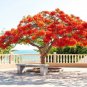 Fresh 25 Seeds Delonix Regia Royal Poinciana Flamboyant Flame Tree Garden