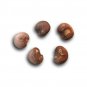Fresh 10 African Baobab Seeds 10 Seeds (Adansonia Digitata) Pack Of 10 Rare And Vi Garden