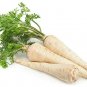 Fresh All American Parsnip Seeds For Planting 250+ Seeds Rare Vegetable See Garden