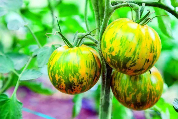 Fresh Green Zebra Tomato Seeds 100+ Seeds Made In Usa Grow Stunning Multi Color T Garden