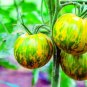 Fresh Green Zebra Tomato Seeds 100+ Seeds Made In Usa Grow Stunning Multi Color T Garden