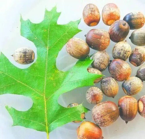 Fresh 10 Pin Oak Tree Seeds Acorns A Red Oak Family Garden