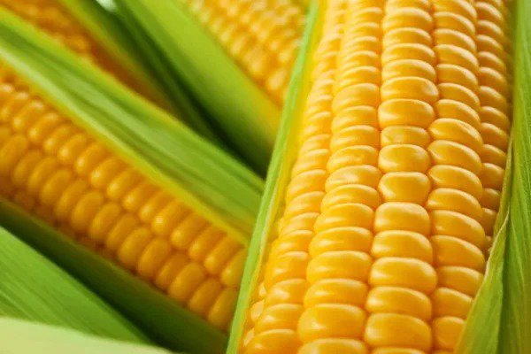 Fresh 250 Incredible Sweet Corn Seeds Ships From Iowa Usa Garden