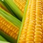 Fresh 250 Incredible Sweet Corn Seeds Ships From Iowa Usa Garden