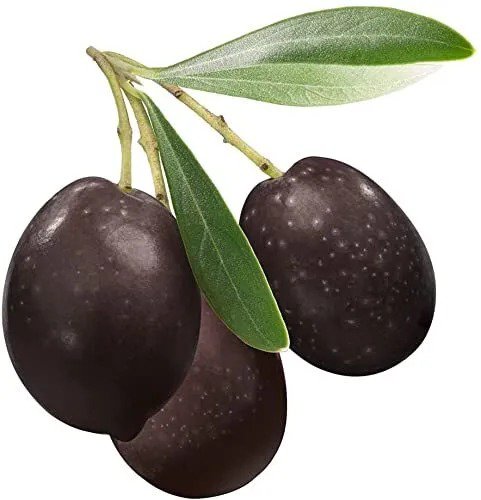 Fresh Bonsai Olive Tree Seeds For Planting 10 Seeds Olea Europaea Garden