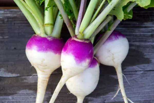 Fresh Purple Top Turnip Seeds For Planting 1 000+ Seeds For Growing Garden