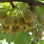 Fresh Kiwi Tree Seeds For Planting 50 Seeds Actinidia Chinensis Seeds Garden