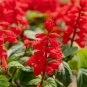 Fresh Blood Sage Flower Seeds 50 Seeds Excellent Hummingbird Plant Garden